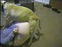 Pet Movie - Pit bull copulates a bald muff